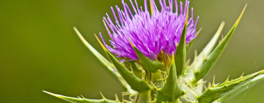 Pegasti badelj (Silybum marianum)